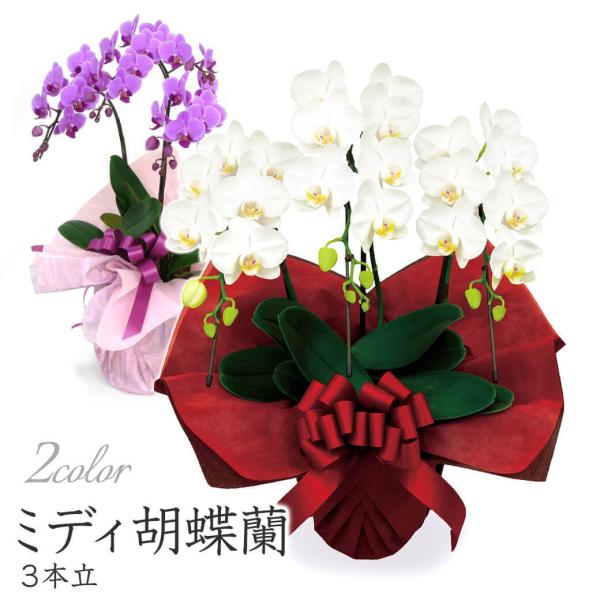 ミディ胡蝶蘭 ３本立 白/ピンク 21輪以上 お祝い 花 フラワー ギフト プレゼント 結婚祝い 誕...