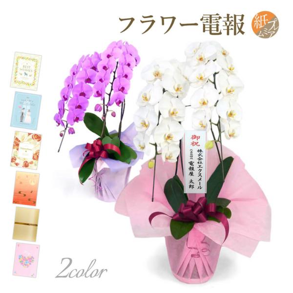大輪胡蝶蘭 ２本立 ハイグレード 白/ピンク プレミアムカード電報セット お祝い ギフト 電報 結婚...