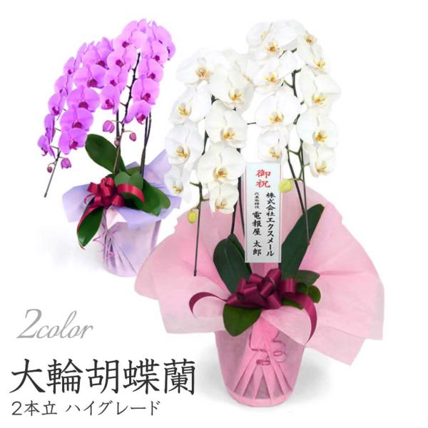 大輪胡蝶蘭 ２本立 ハイグレード 白/ピンク 24輪以上 お祝い 花 フラワー ギフト プレゼント ...