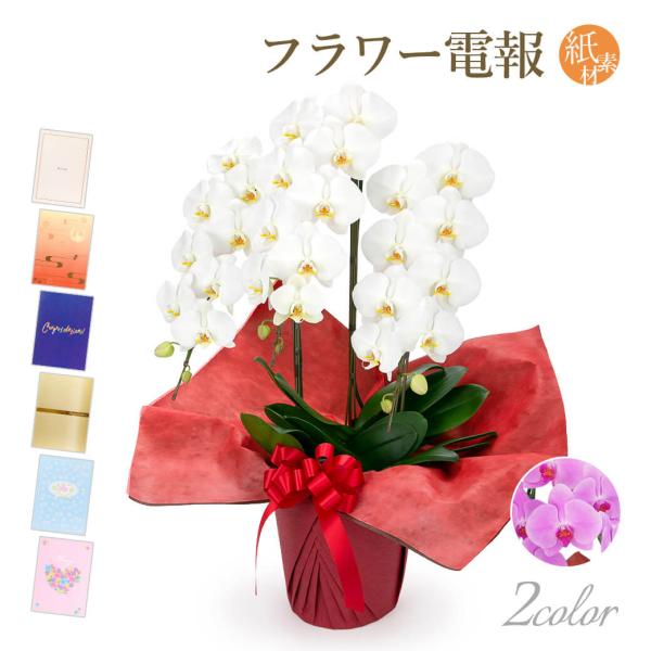大輪胡蝶蘭 ３本立 スタンダード 白/ピンク 紙素材カード電報セット お祝い ギフト 電報 結婚式 ...