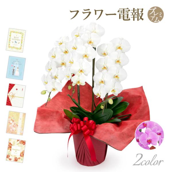 大輪胡蝶蘭 ３本立 スタンダード 白/ピンク プレミアムカード電報セット お祝い ギフト 電報 結婚...
