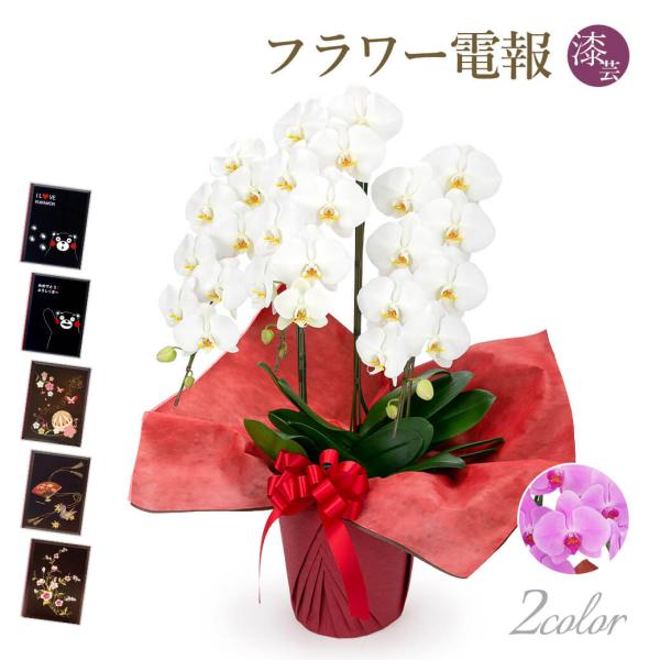 大輪胡蝶蘭 ３本立 スタンダード 白/ピンク 漆芸電報セット お祝い ギフト 電報 結婚式 祝電 誕...