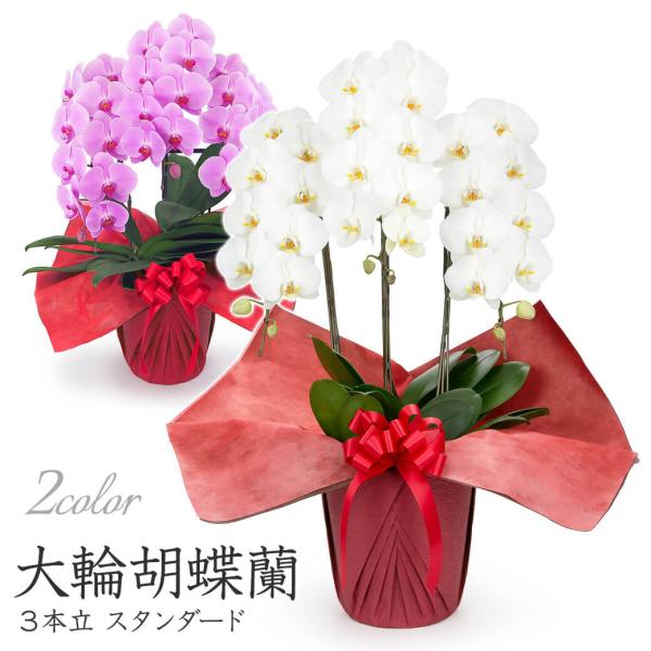 大輪胡蝶蘭 ３本立 スタンダード 白/ピンク 30輪以上 お祝い 花 フラワー ギフト プレゼント ...
