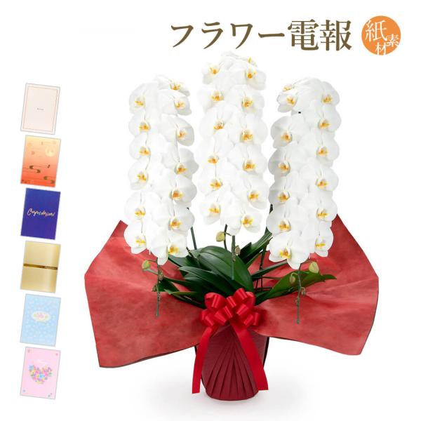 大輪胡蝶蘭 ３本立 プレミアム 白 紙素材カード電報セット お祝い ギフト 電報 結婚式 祝電 誕生...