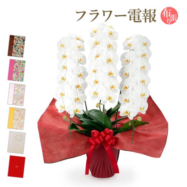 大輪胡蝶蘭 ３本立 プレミアム 白 布張りカード電報セット お祝い ギフト リバティ 電報 結婚式 ...