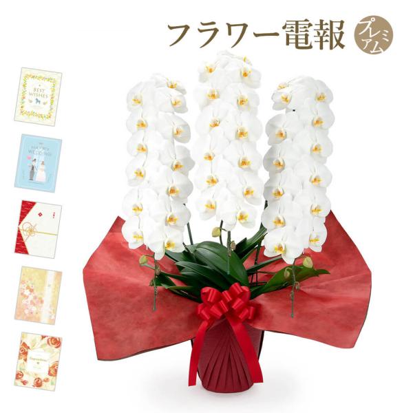 大輪胡蝶蘭 ３本立 プレミアム 白 プレミアムカード電報セット お祝い ギフト 電報 結婚式 祝電 ...