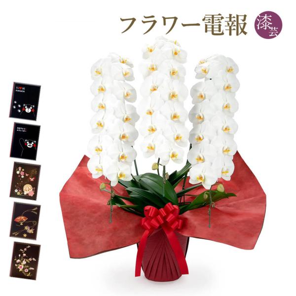 大輪胡蝶蘭 ３本立 プレミアム 白 漆芸電報セット お祝い ギフト 電報 結婚式 祝電 誕生日 成人...