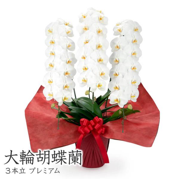 大輪胡蝶蘭 ３本立 プレミアム 白 42輪以上 お祝い 花 フラワー ギフト プレゼント 結婚祝い ...