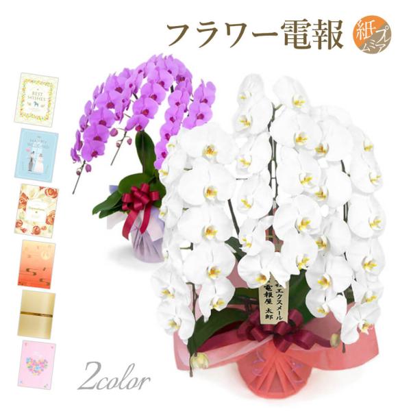 特選胡蝶蘭 ３本立 ハイグレード 白/ピンク 紙素材カード電報セット お祝い ギフト 電報 結婚式 ...