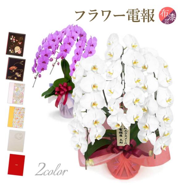 特選胡蝶蘭 ３本立 ハイグレード 白/ピンク 布張りカード電報セット お祝い ギフト 電報 結婚式 ...