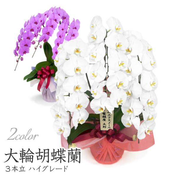 特選胡蝶蘭 ３本立 ハイグレード 白/ピンク 36輪以上 お祝い 花 フラワー ギフト プレゼント ...