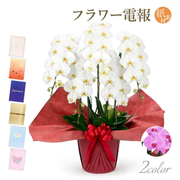 大輪胡蝶蘭 ５本立 スタンダード 白/ピンク 紙素材カード電報セット お祝い ギフト 電報 結婚式 ...