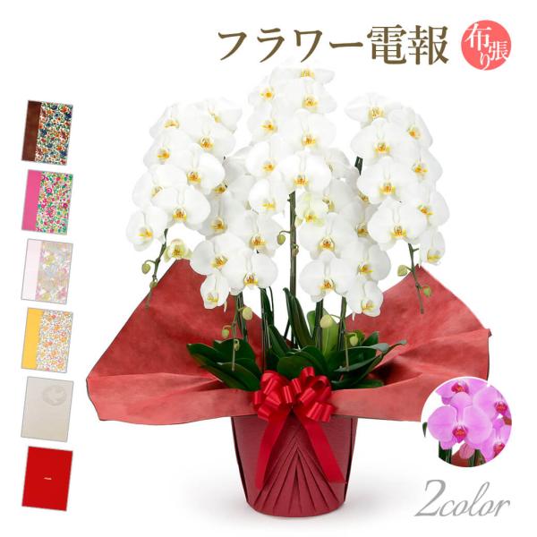 大輪胡蝶蘭 ５本立 スタンダード 白/ピンク 布張りカード電報セット お祝い ギフト リバティ 電報...