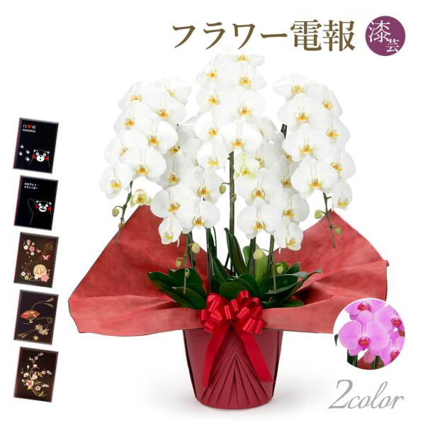 大輪胡蝶蘭 ５本立 スタンダード 白/ピンク 漆芸電報セット お祝い ギフト 電報 結婚式 祝電 誕...