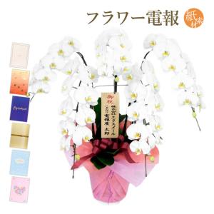 大輪胡蝶蘭 ５本立 ハイグレード 白 紙素材カード電報セット お祝い ギフト 電報 結婚式 祝電 誕生日 合格祝い 卒業式 卒園 入学祝い 開業 開店祝い 当選