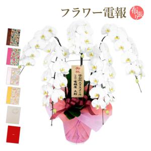 大輪胡蝶蘭 ５本立 ハイグレード 白 布張りカード電報セット お祝い ギフト リバティ 電報 結婚式 祝電 誕生日 合格祝い 卒業式 卒園 開業 開店祝い 当選