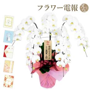 大輪胡蝶蘭 ５本立 ハイグレード 白 プレミアムカード電報セット お祝い ギフト 電報 結婚式 祝電 誕生日 合格祝い 卒業式 卒園 開業 開店祝い 当選