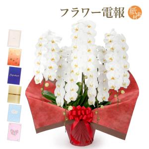 大輪胡蝶蘭 ５本立 プレミアム 白 紙素材カード電報セット お祝い ギフト 電報 結婚式 祝電 誕生日 合格祝い 卒業式 卒園 入学祝い 開業 開店祝い 当選