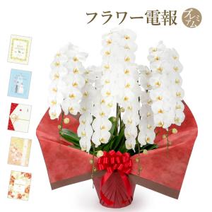 大輪胡蝶蘭 ５本立 プレミアム 白 プレミアムカード電報セット お祝い ギフト 電報 結婚式 祝電 誕生日 父の日 2026 受章祝い 開業 開店祝い 当選