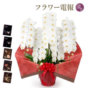 大輪胡蝶蘭 ５本立 プレミアム 白 漆芸電報セット お祝い ギフト 電報 結婚式 祝電 誕生日 母の日 2026 叙勲 受章祝い 開業 開店祝い 当選