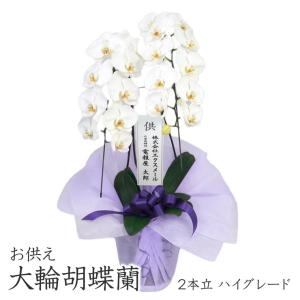 お供え 大輪胡蝶蘭 2本立 ハイグレード 白 24輪以上 お供え花