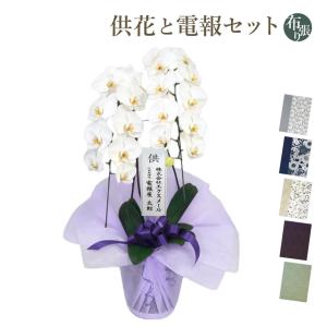 お供え 大輪胡蝶蘭 2本立 ハイグレード 白 24輪以上 お供え花