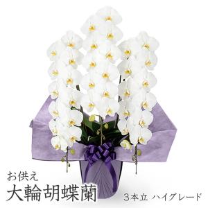 特選胡蝶蘭 3本立 ハイグレード 白/ピンク 36輪以上 お祝い 花