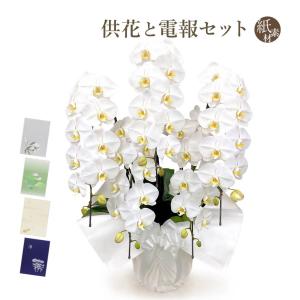 お供え 大輪胡蝶蘭 5本立 スタンダード 白 50輪以上 お供え花