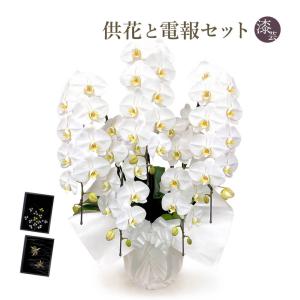 お供え 大輪胡蝶蘭 5本立 スタンダード 白 50輪以上 お供え花