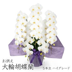 お供え 大輪胡蝶蘭 ５本立 ハイグレード 白 65輪以上 お供え花 フラワー 供花 お悔やみ 仏花 生花 葬儀 告別式 法要 法事 一周忌 お彼岸