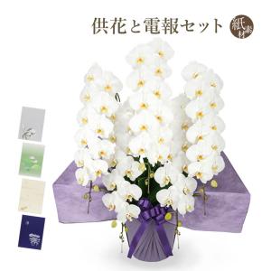 お供え 大輪胡蝶蘭 ５本立 ハイグレード 白 紙素材カード電報セット 弔電 花 フラワー 供花 仏花 生花 お悔やみ 葬儀 告別式 法要 法事 一周忌 お彼岸