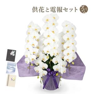 お供え 大輪胡蝶蘭 ５本立 ハイグレード 白 プレミアムカード電報セット 弔電 花 フラワー 供花 生花 お悔やみ 葬儀 告別式 法要 法事 一周忌 お彼岸