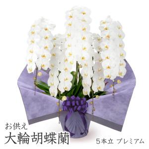 お供え 大輪胡蝶蘭 5本立 プレミアム 白 70...の商品画像