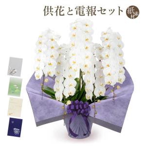 お供え 大輪胡蝶蘭 ５本立 プレミアム 白 紙素材カード電報セット 弔電 花 フラワー 供花 仏花 生花 お悔やみ 葬儀 告別式 法要 法事 一周忌 お彼岸