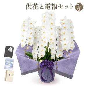 お供え 大輪胡蝶蘭 ５本立 プレミアム 白 プレミアムカード電報セット 弔電 花 フラワー 供花 生花 お悔やみ 葬儀 告別式 法要 法事 一周忌 お彼岸
