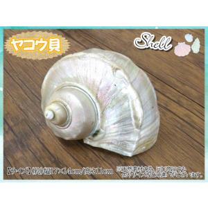 貝製品 Shell シェル 貝殻 貝 ヤコウ貝 ヤコウガイ 17×14×11ｃｍ オーナメント イン...