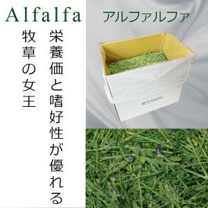 令和7年産 新刈り アルファルファ 牧草の女王 北米産シングルプレス アルファルファ牧草10kg【業務用牧草】【同梱不可】