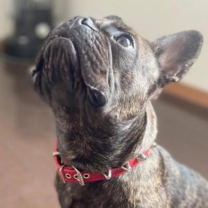 FENDI（フェンディ） ドッグカラー 8AC016 AJI5 首輪 ペットカラー