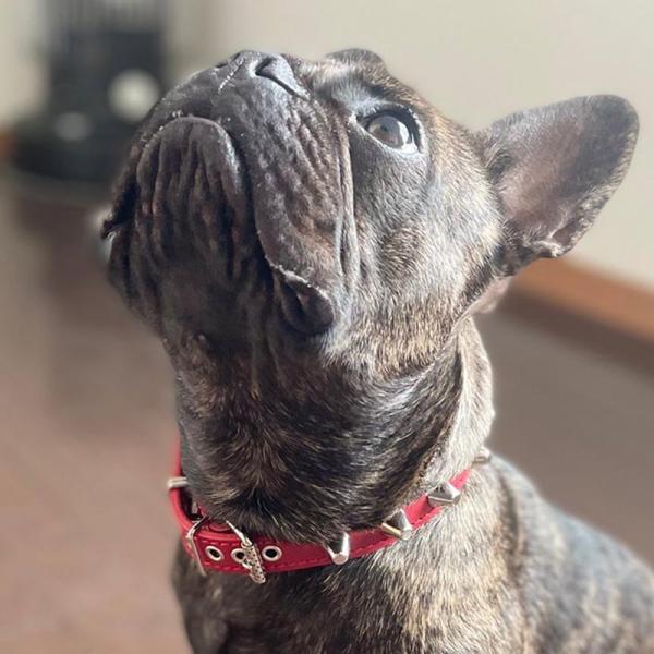 首輪 中型犬用 スタッズ 革 2cm幅：2cm Type 002(14mm鋲　プレミア会員特別価格