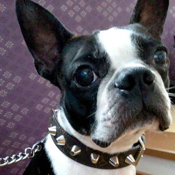 ハーフチョーク 中形犬用  スタッズ 革 3cm幅：3cm Type チョーカー 001(14mm鋲...