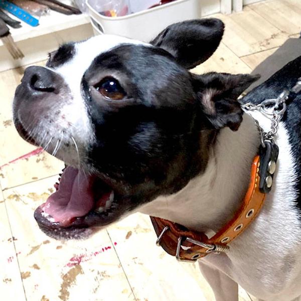 ハーフチョーク 中形犬用 革 3cm幅：3cm Type チョーカー FB  プレミア会員特別価格