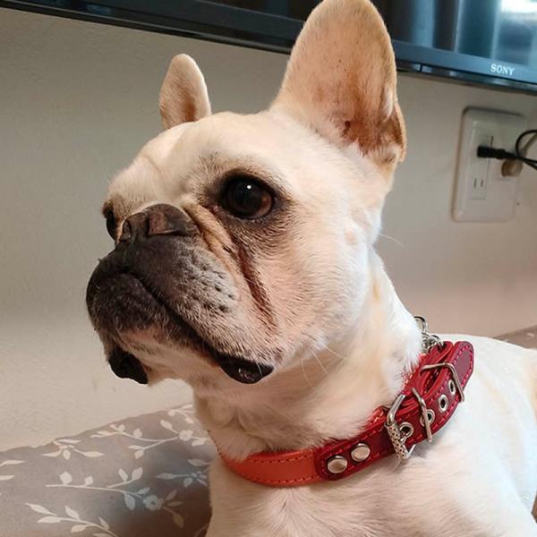 ハーフチョーク 中形犬用 革 3cm幅：3cm Type チョーカーGB -プレミア会員特別価格