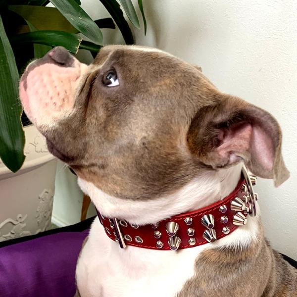 首輪 ブルドッグ 大型犬用 スタッズ 革 4cm幅：4cm Type Z-008 (14mm鋲+8m...