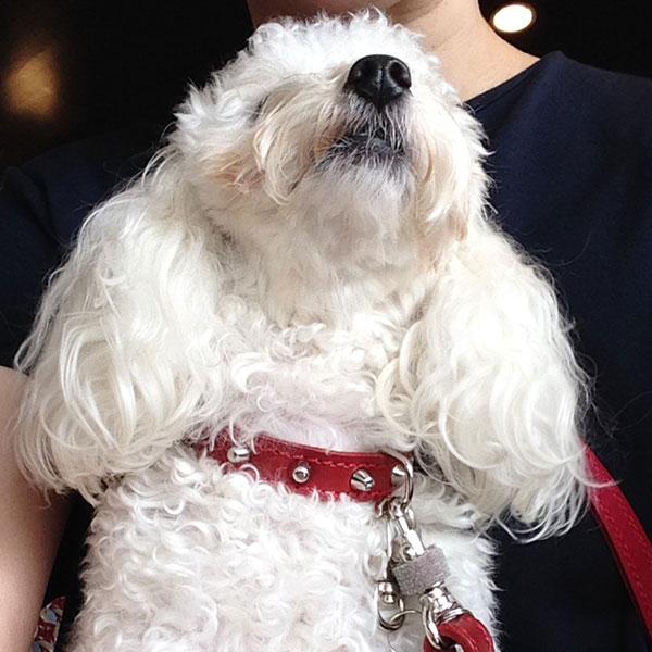 首輪 小型犬用 スタッズ 革 1.5cm幅：Small Type 001(8mm鋲）　プレミア会員特...