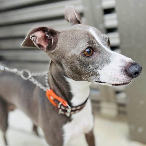 ハーフチョーク イタグレ ミニピン 革：Small Type Choker G4-W プレミア会員特...