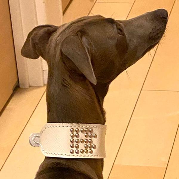 首輪 イタグレ ミニピン スタッズ 革 幅広：Small Type G2-000+イニシャル　プレミ...