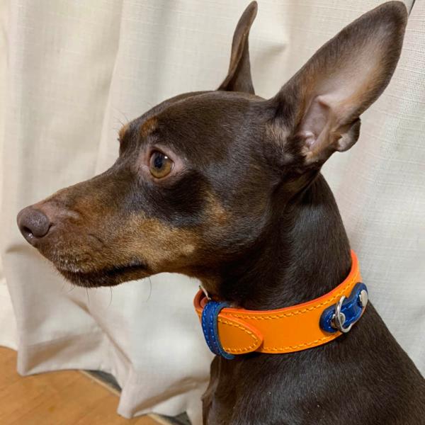 首輪 イタグレ ミニピン 革 幅広：Small Type G530  プレミア会員特別価格