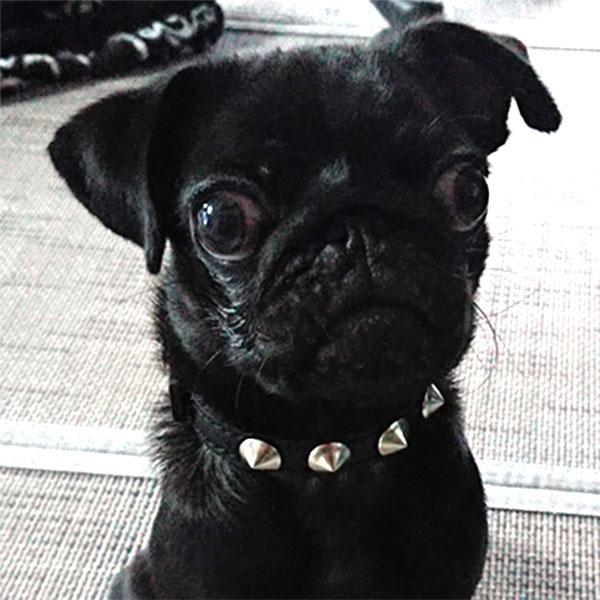 首輪 小型犬用 スタッズ 革 1.5cm幅：Small Type X1(13mm平尖鋲）　プレミア会...