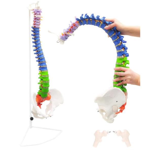 脊椎 模型 90cm 可動式 脊椎骨盤模型 人体模型 実物大 配色脊柱 脊髄 背骨 腰椎 可動脊椎模...