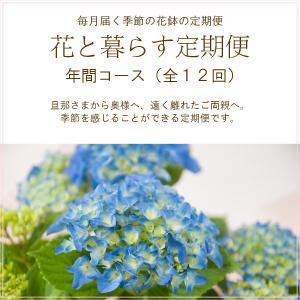 定期便「花と暮らす定期便・年間コース(全12回...の詳細画像1